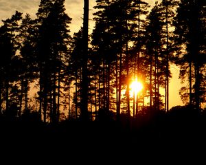 Preview wallpaper trees, silhouettes, sunset, sun, dark, evening