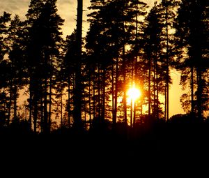 Preview wallpaper trees, silhouettes, sunset, sun, dark, evening