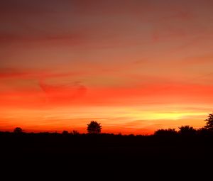 Preview wallpaper trees, silhouettes, sunset, red, dark