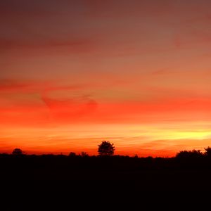 Preview wallpaper trees, silhouettes, sunset, red, dark