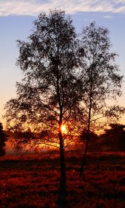 Preview wallpaper trees, silhouettes, sunset, nature