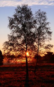 Preview wallpaper trees, silhouettes, sunset, nature
