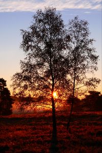 Preview wallpaper trees, silhouettes, sunset, nature