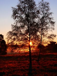 Preview wallpaper trees, silhouettes, sunset, nature