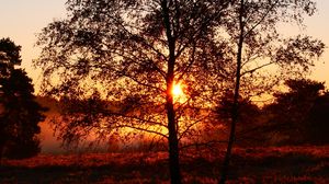 Preview wallpaper trees, silhouettes, sunset, nature