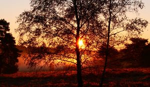 Preview wallpaper trees, silhouettes, sunset, nature