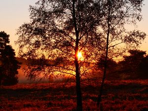 Preview wallpaper trees, silhouettes, sunset, nature
