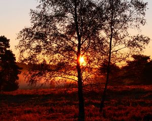 Preview wallpaper trees, silhouettes, sunset, nature