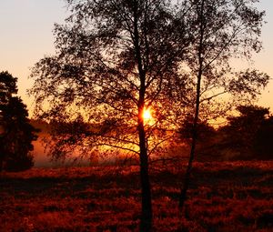 Preview wallpaper trees, silhouettes, sunset, nature