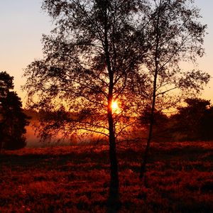 Preview wallpaper trees, silhouettes, sunset, nature