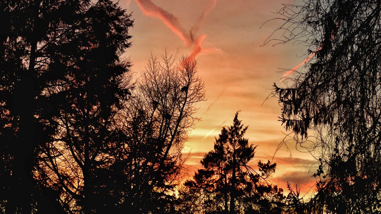 Wallpaper trees, silhouettes, twilight, nature