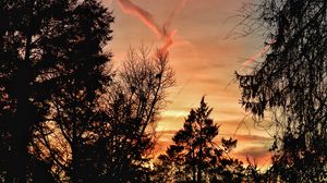 Preview wallpaper trees, silhouettes, twilight, nature