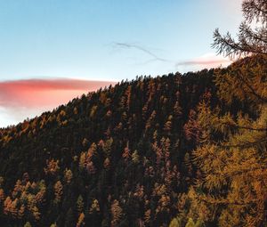 Preview wallpaper trees, sky, autumn, hill