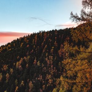 Preview wallpaper trees, sky, autumn, hill