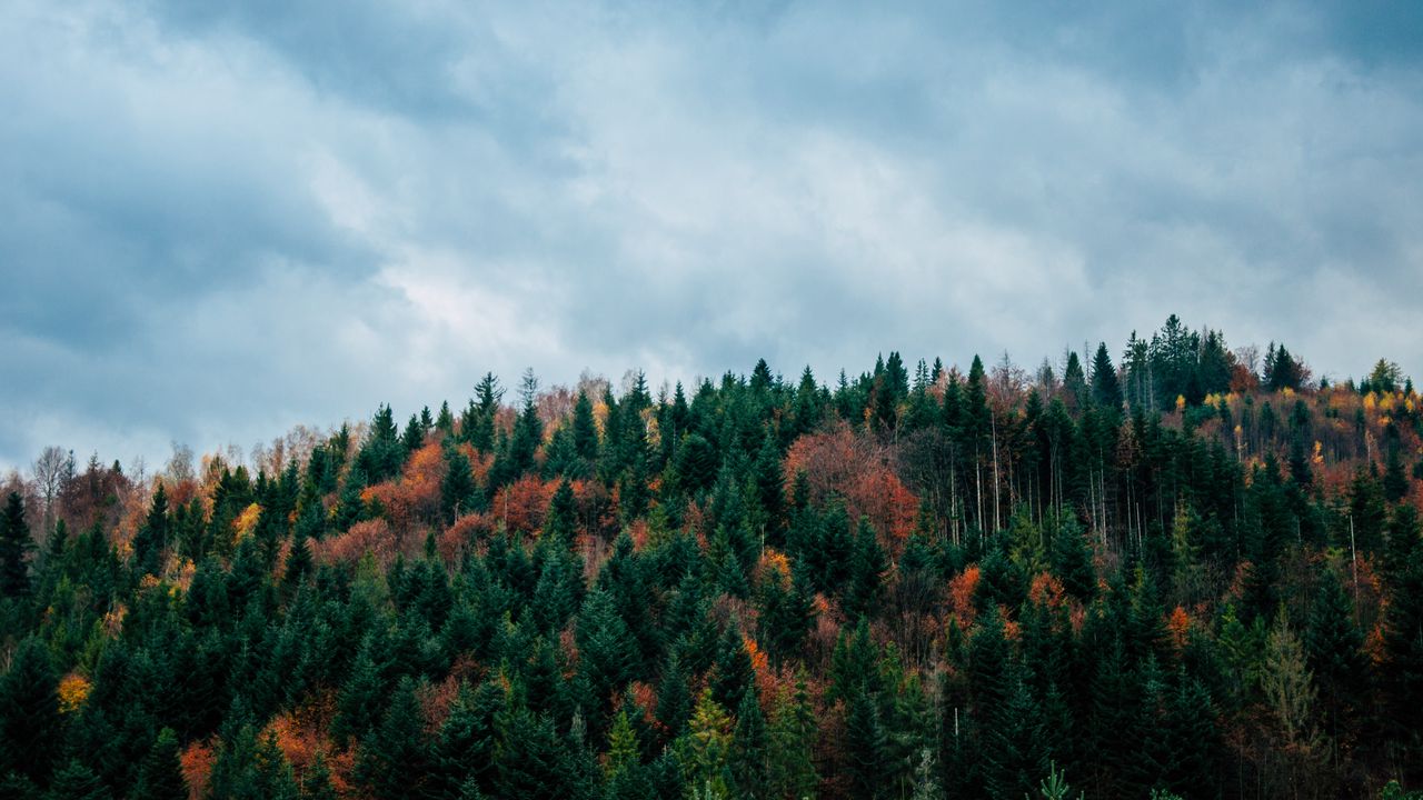Wallpaper trees, sky, autumn, top