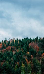Preview wallpaper trees, sky, autumn, top
