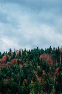 Preview wallpaper trees, sky, autumn, top