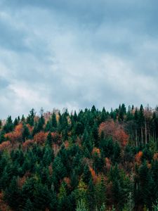 Preview wallpaper trees, sky, autumn, top