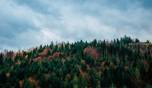 Preview wallpaper trees, sky, autumn, top