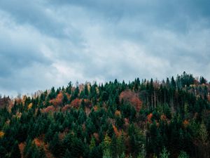 Preview wallpaper trees, sky, autumn, top