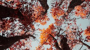 Preview wallpaper trees, sky, autumn, nature