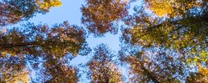 Preview wallpaper trees, sky, bottom view, forest