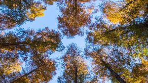 Preview wallpaper trees, sky, bottom view, forest