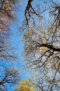 Preview wallpaper trees, sky, bottom view, nature