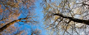 Preview wallpaper trees, sky, bottom view, nature