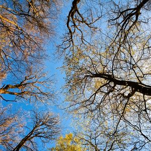 Preview wallpaper trees, sky, bottom view, nature