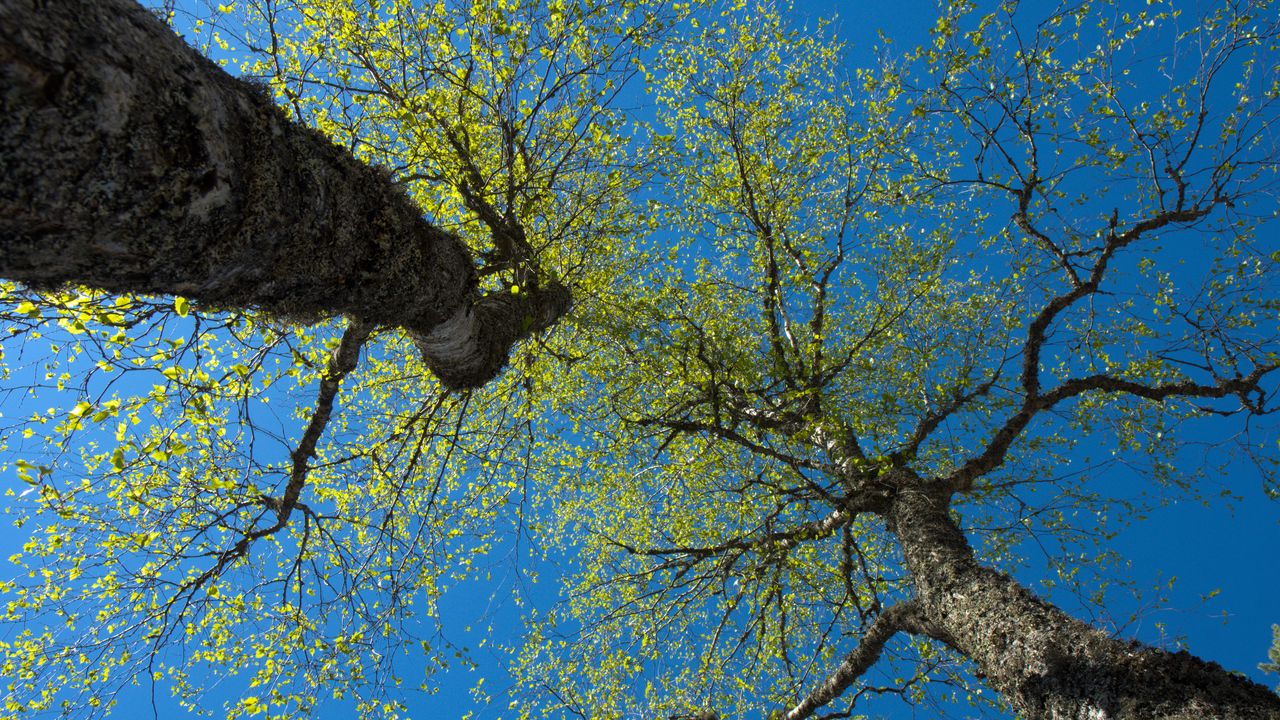 Wallpaper trees, sky, branches, leaves, forest, nature, view from below