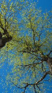 Preview wallpaper trees, sky, branches, leaves, forest, nature, view from below