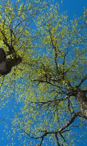Preview wallpaper trees, sky, branches, leaves, forest, nature, view from below