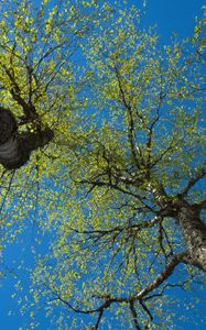 Preview wallpaper trees, sky, branches, leaves, forest, nature, view from below