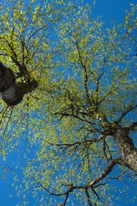 Preview wallpaper trees, sky, branches, leaves, forest, nature, view from below