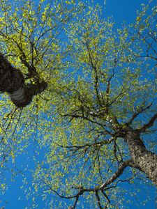 Preview wallpaper trees, sky, branches, leaves, forest, nature, view from below