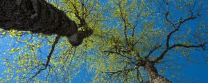 Preview wallpaper trees, sky, branches, leaves, forest, nature, view from below