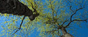 Preview wallpaper trees, sky, branches, leaves, forest, nature, view from below