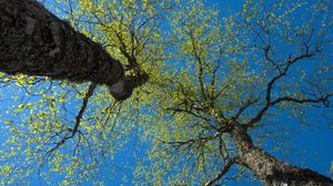 Preview wallpaper trees, sky, branches, leaves, forest, nature, view from below