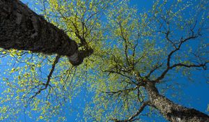 Preview wallpaper trees, sky, branches, leaves, forest, nature, view from below