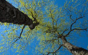 Preview wallpaper trees, sky, branches, leaves, forest, nature, view from below