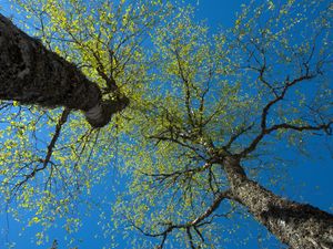 Preview wallpaper trees, sky, branches, leaves, forest, nature, view from below