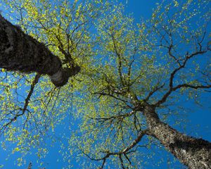 Preview wallpaper trees, sky, branches, leaves, forest, nature, view from below