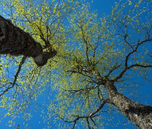 Preview wallpaper trees, sky, branches, leaves, forest, nature, view from below