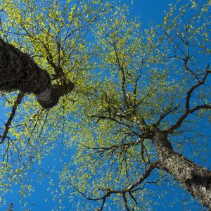 Preview wallpaper trees, sky, branches, leaves, forest, nature, view from below