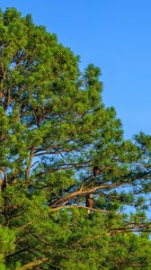 Preview wallpaper trees, sky, branches, nature