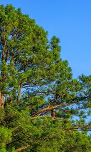 Preview wallpaper trees, sky, branches, nature