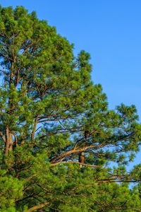 Preview wallpaper trees, sky, branches, nature