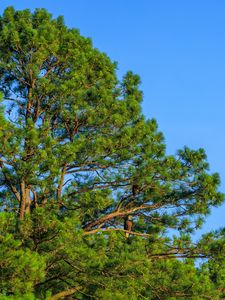 Preview wallpaper trees, sky, branches, nature
