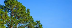 Preview wallpaper trees, sky, branches, nature